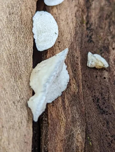 Cyanosporus caesiosimulans