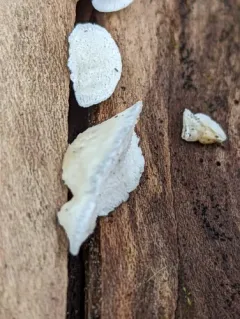 Cyanosporus caesiosimulans thumbnail 1