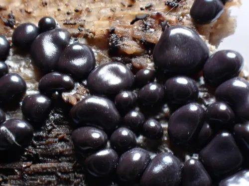Dianema depressum