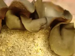 Ionomidotis fulvotingens thumbnail 3
