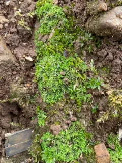Acid Frillwort thumbnail 2