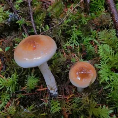 Hygrophorus bakerensis thumbnail 3