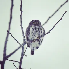Northern Pygmy-Owl thumbnail 3