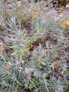 Common Lavender thumbnail 4
