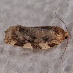 Fruit-tree Leafroller Moth thumbnail 3