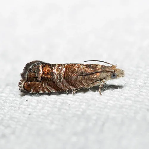 Southern Pine Catkinworm Moth