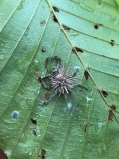 Gibellula arachnophila thumbnail 2