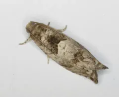 Cottonwood Twig Borer Moth thumbnail 2