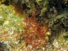 Northern sea fern thumbnail 2