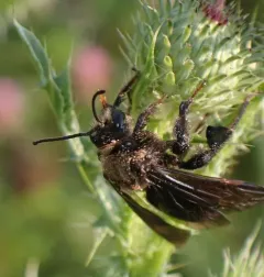 Giant Sweat Bee thumbnail 3