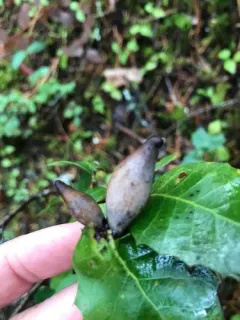 Beaked Spindle Gall Wasp thumbnail 3