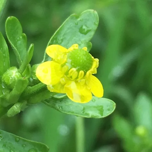 cursed crowfoot