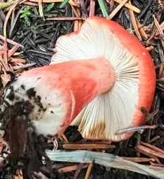 Russula americana thumbnail 2
