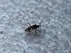 Fulvius imbecilis thumbnail 2