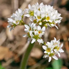 Virginia saxifrage thumbnail 3
