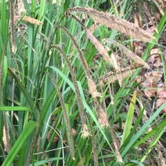 Hanging sedge thumbnail 1