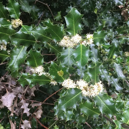 European holly