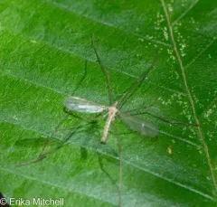 Neocladura delicatula thumbnail 2