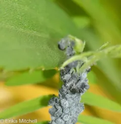 Tufted Vetch Aphid thumbnail 2