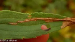 Scrobipalpula sacculicola thumbnail 4