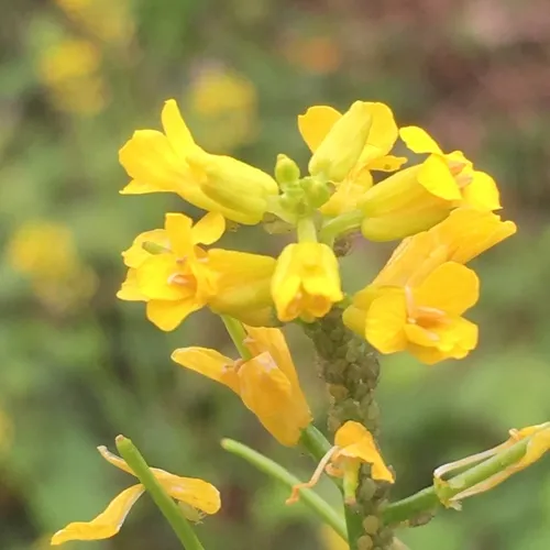 land cress