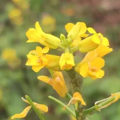 land cress thumbnail 1