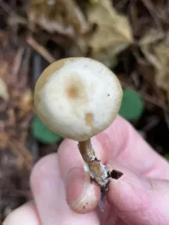 Clitocybe thujana thumbnail 2