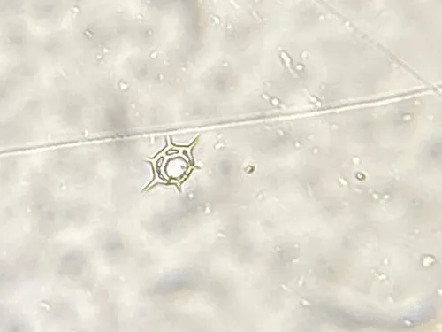 Octactis speculum