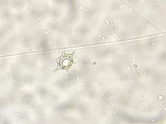 Octactis speculum thumbnail 1