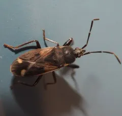 Eremocoris ferus thumbnail 2