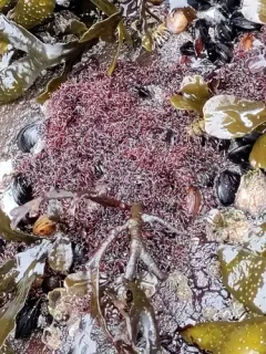 Caulacanthus okamurae thumbnail 2