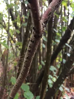 Anisogramma anomala thumbnail 3