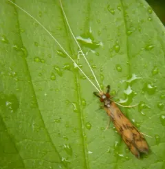 Gold-winged Long-horned Caddisfly thumbnail 2