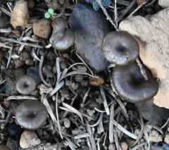 Ash Cap thumbnail 3
