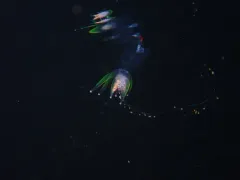 Hula Skirt Siphonophore thumbnail 2