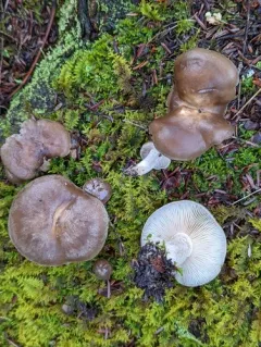 Lyophyllum aemiliae thumbnail 1