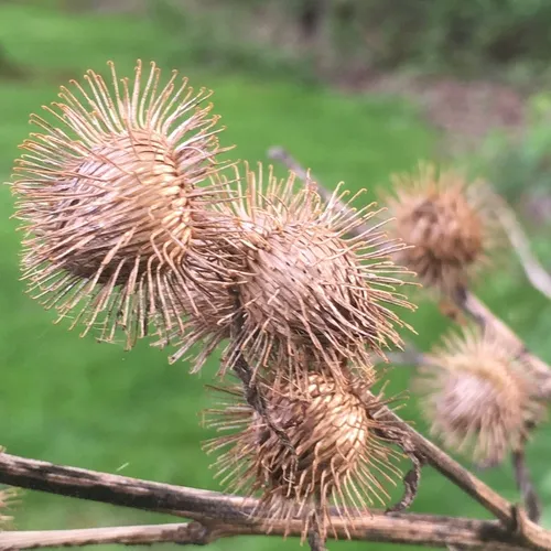 lesser burdock