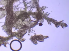 Barbeyella minutissima thumbnail 3