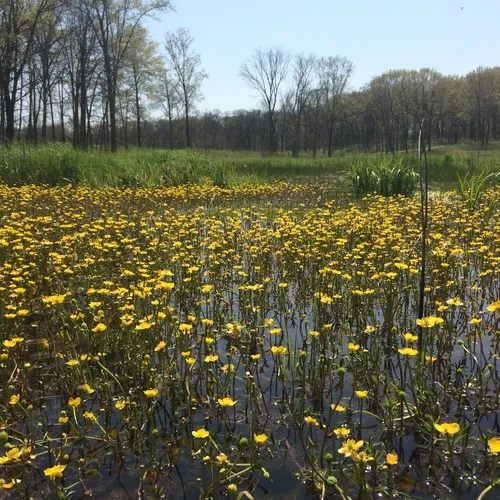 yellow water-crowfoot