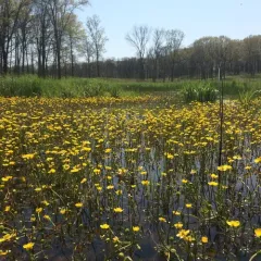 yellow water-crowfoot thumbnail 1