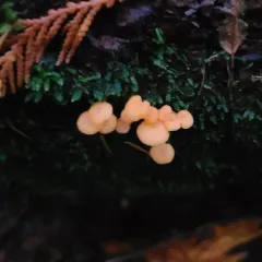 Orange Chrysomphalina thumbnail 3