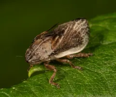 Prairie Spittlebug thumbnail 2