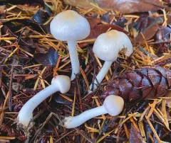 Inocybe pallidicremea thumbnail 3