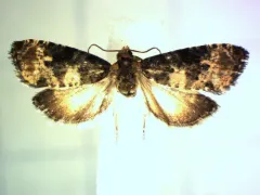 Paralobesia blandula thumbnail 3