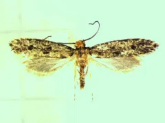 Niditinea orleansella thumbnail 3