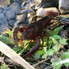 White River Crayfish thumbnail 3