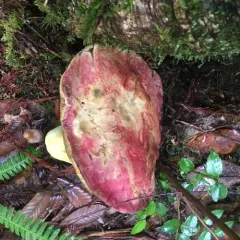 Smith's Bolete thumbnail 2