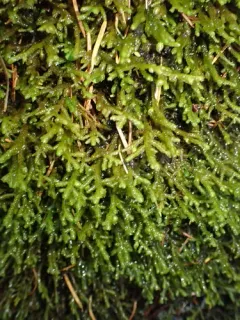 Porella roellii thumbnail 2