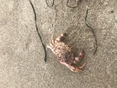 Hairy Rock Crab thumbnail 3