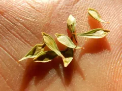 Liddon's sedge thumbnail 3